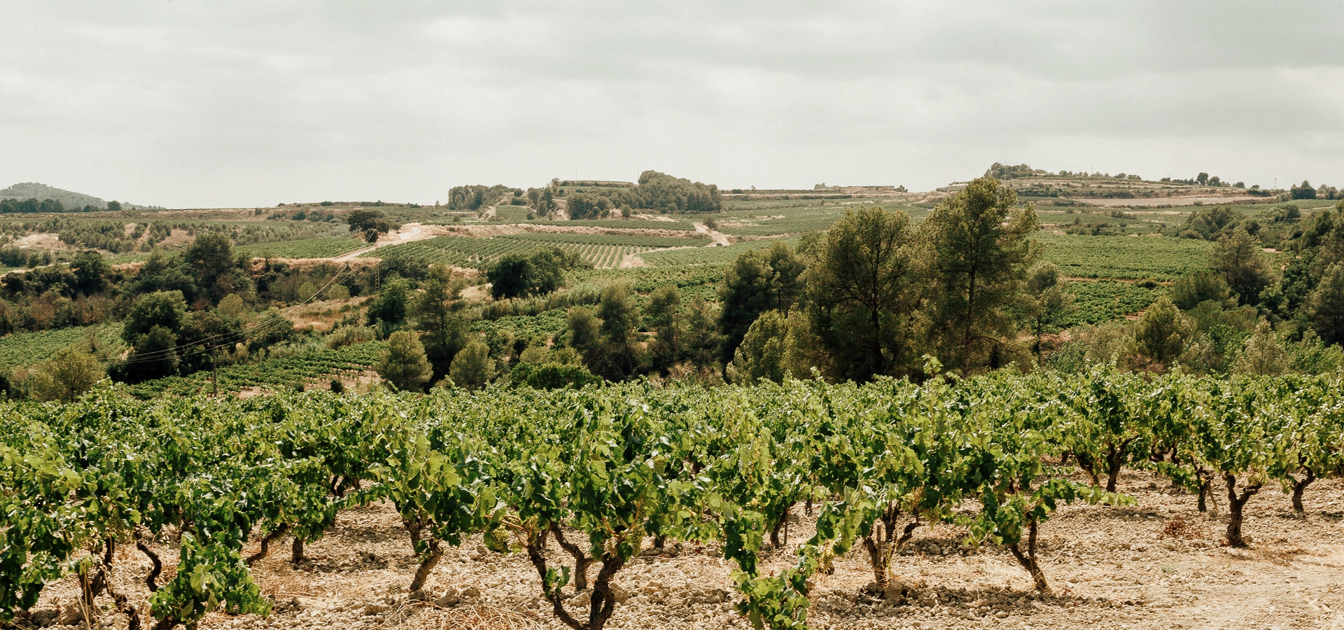 Una viticultura ecològica i sostenible: el nostre compromís amb la natura.